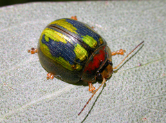 Paropsisterna vittata