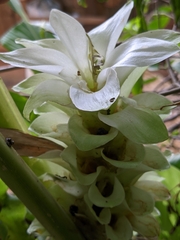Curcuma