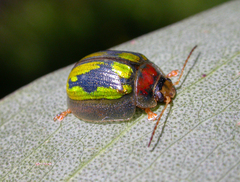 Paropsisterna vittata