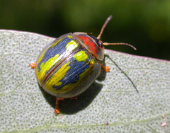 Paropsisterna vittata