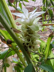 Curcuma