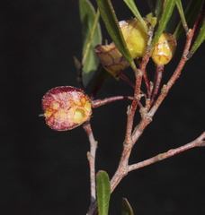 Dodonaea amblyophylla