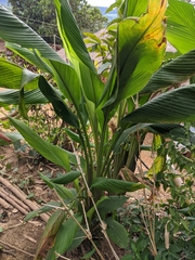 Curcuma
