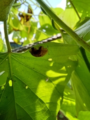 Laccoptera nepalensis