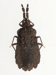 Aradus robustus