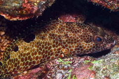 Epinephelus spilotoceps
