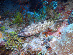 Epinephelus spilotoceps