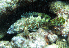 Epinephelus spilotoceps