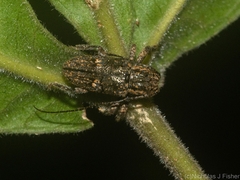 Prosoplus bakewellii