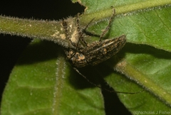 Prosoplus bakewellii