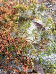 Polypremum procumbens