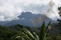 Miscanthus floridulus