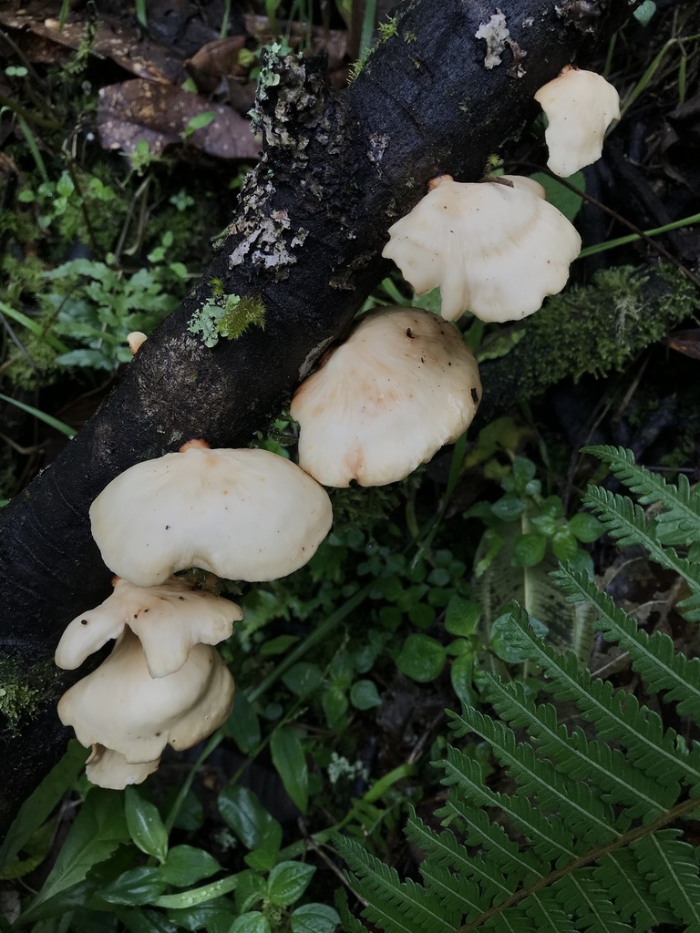 Mycobonia flava · January 2023 · photo: © nbareschu (iNaturalist, cc-by)