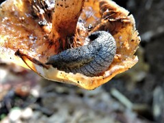 Prophysaon andersonii