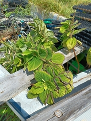 Boehmeria splitgerbera