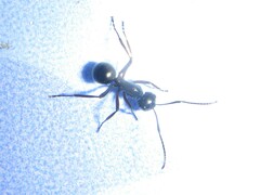 Polyrhachis delecta