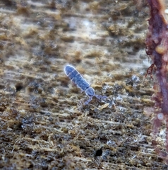 Isotominae