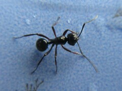 Polyrhachis delecta