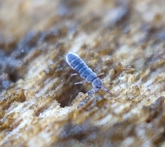 Isotominae