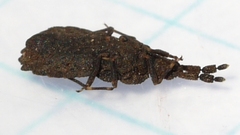 Aradus robustus