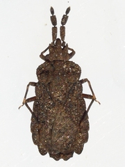 Aradus robustus