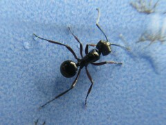 Polyrhachis delecta