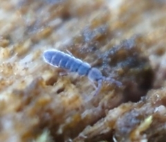 Isotominae