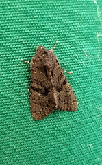 Neumichtis nigerrima