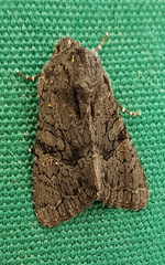 Neumichtis nigerrima