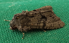 Neumichtis nigerrima