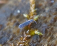 Isotominae