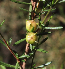 Dodonaea pinifolia