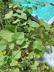 Xanthium strumarium canadense