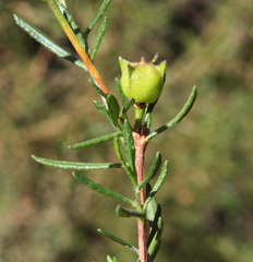Dodonaea pinifolia