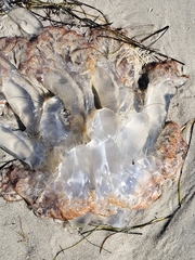 Rhopilema verrilli