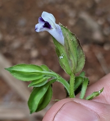 Torenia