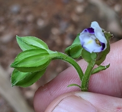 Torenia