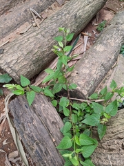 Torenia