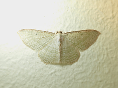 Poecilasthena pulchraria