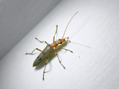 Parisopalpus nigronotatus