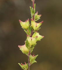 Dodonaea caespitosa