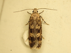 Anisoplaca cosmia