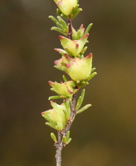 Dodonaea caespitosa