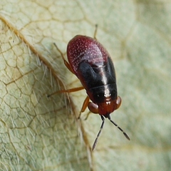 Geocoridae