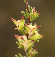 Dodonaea caespitosa