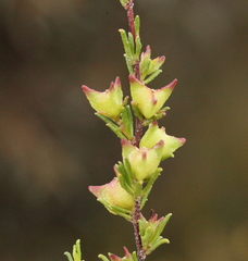 Dodonaea caespitosa