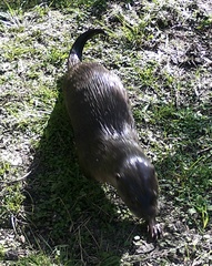 Lontra longicaudis