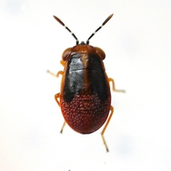 Geocoridae
