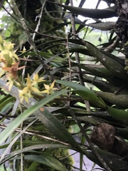 Prosthechea