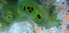 Smenospongia conulosa